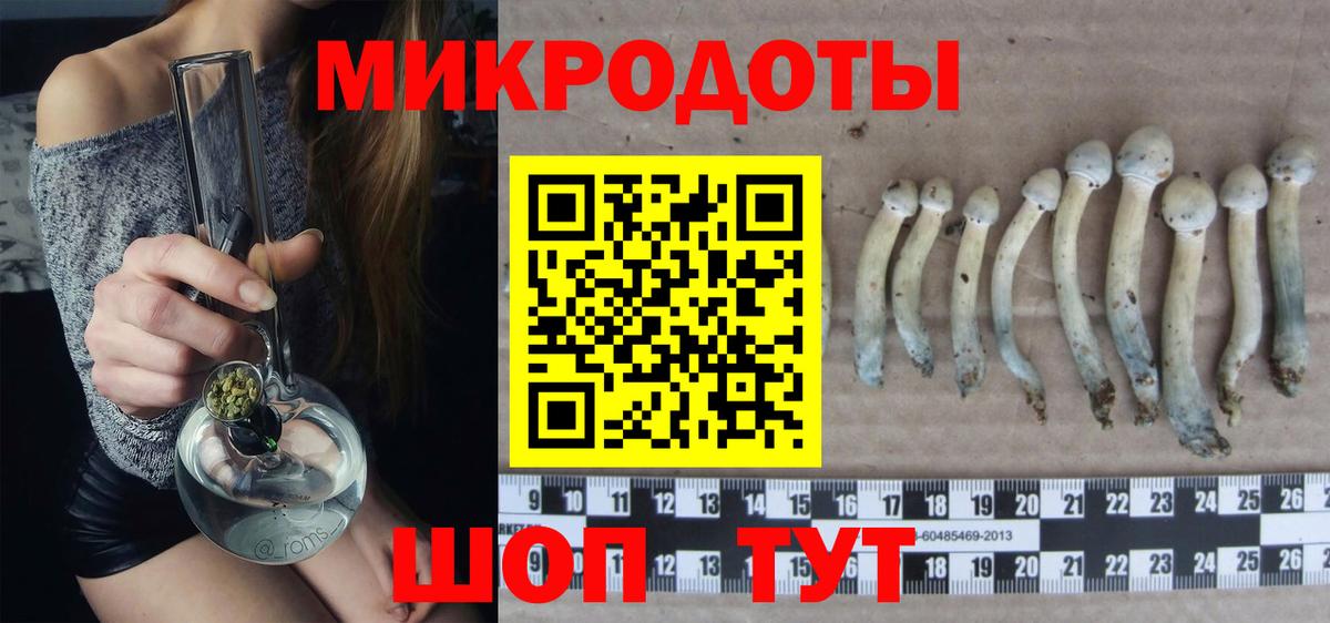 Псилоцибиновые грибы Cubensis Дивногорск